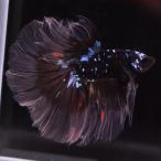 ショッピングタイ ベタ 熱帯魚 生体 ハーフムーン ブラックスター オス ブルー系