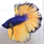  бойцовая рыбка тропическая рыба организм половина moon горчица мужской оттенок желтого 