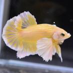 ショッピングタイ ベタ 熱帯魚 生体 プラカット  ダンボゴールド オス イエロー系