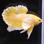 ショッピングタイ ベタ 熱帯魚 生体 プラカット  ダンボゴールド オス イエロー系