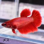  бойцовая рыбка тропическая рыба организм половина moon красный женский размножение 