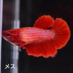  бойцовая рыбка тропическая рыба организм половина moon красный женский размножение 