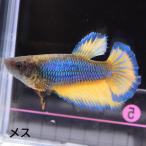  бойцовая рыбка тропическая рыба организм половина moon горчица женский размножение 