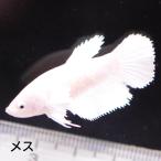  бойцовая рыбка тропическая рыба организм половина moon Dumbo белый женский размножение 