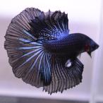 ショッピングsale 【SALE：5990→4790円】ベタ 熱帯魚 生体 ハーフムーン ブルーブラック オス
