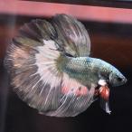ショッピングタイ ベタ 熱帯魚 生体 ハーフムーン カッパー オス ブラック系