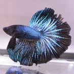 [SALE:5990-4790 иен ] бойцовая рыбка тропическая рыба организм половина moon зеленый черный мужской оттенок голубого 