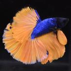 ショッピングタイ ベタ 熱帯魚 生体 ハーフムーン マスタード オス イエロー系