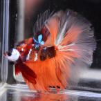 [SALE:5990-4790 иен ] бойцовая рыбка тропическая рыба организм половина moon сладости мужской оттенок красного 