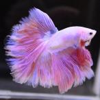 ショッピングタイ ベタ 熱帯魚 生体 ハーフムーン ピンク オス レッド系
