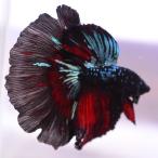 ショッピングタイ ベタ 熱帯魚 生体 ハーフムーン ブラックスター オス ブルー系
