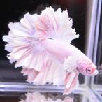 ショッピングタイ ベタ 熱帯魚 生体 ハーフムーン ピンク オス レッド系