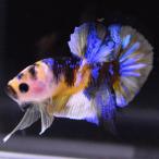 [SALE:5990-4790 иен ] бойцовая рыбка тропическая рыба организм pra cut желтый ko eos 