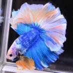 【SALE：5990→4790円】ベタ 熱帯魚 生体 ハーフムーン イエローグリッセル オス ブルー系