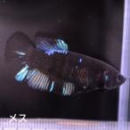  бойцовая рыбка тропическая рыба организм pra cut черный Star женский размножение голубой 