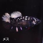  бойцовая рыбка тропическая рыба организм pra cut черный Star медь женский размножение 