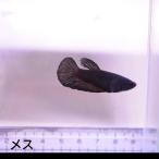  бойцовая рыбка тропическая рыба организм pra cut черный Star медь женский размножение 