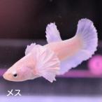  бойцовая рыбка тропическая рыба организм pra cut Dumbo Gold женский размножение 