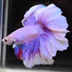 【SALE：5990→4790円】ベタ 熱帯魚 生体 ハーフムーン ピンク オス レッド系
