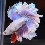  бойцовая рыбка тропическая рыба организм половина moon розовый мужской оттенок красного 