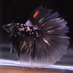 ショッピングsale 【SALE：15000→12000円】ベタ 熱帯魚 生体 ハーフムーン ブラックスターカッパー オス