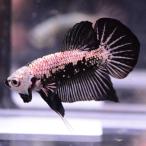 ショッピングsale 【SALE：5990→4790円】ベタ 熱帯魚 生体 プラカット サムライ オス ブラック系