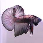 [SALE:5990-4790 иен ] бойцовая рыбка тропическая рыба организм pra cut HMPK медь черный мужской 