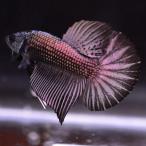  бойцовая рыбка тропическая рыба организм pra cut HMPK медь черный мужской 