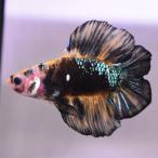 [SALE:5990-4790 иен ] бойцовая рыбка тропическая рыба организм двойной tail pra cut fancy мужской оттенок желтого 