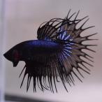  бойцовая рыбка тропическая рыба организм Crown tail черный мужской 