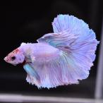  бойцовая рыбка тропическая рыба организм половина moon Dumbo Suite мужской оттенок красного 