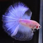  бойцовая рыбка тропическая рыба организм половина moon пастель мужской оттенок голубого 