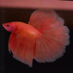 [SALE:3000-2400 иен ] бойцовая рыбка тропическая рыба организм половина moon orange мужской оттенок красного 