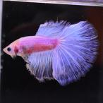  бойцовая рыбка тропическая рыба организм половина moon пастель мужской оттенок голубого 