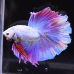[SALE:5990-4790 иен ] бойцовая рыбка тропическая рыба организм половина moon розовый мужской оттенок красного 