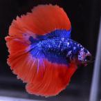 [SALE:5990-4790 иен ] бойцовая рыбка тропическая рыба организм двойной tail половина moon fancy мужской оттенок голубого 
