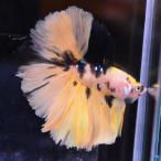 [SALE:5990-4790 иен ] бойцовая рыбка тропическая рыба организм половина moon желтый Galaxy мужской 