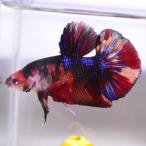  бойцовая рыбка тропическая рыба организм ja Ian to pra cut сладости мужской оттенок красного 