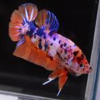  бойцовая рыбка тропическая рыба организм ja Ian to pra cut сладости мужской оттенок красного 