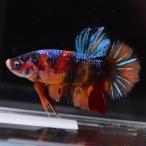  бойцовая рыбка тропическая рыба организм ja Ian to pra cut сладости мужской оттенок красного 