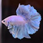 ショッピングタイ 【SALE：5990→4790円】ベタ 熱帯魚 生体 ハーフムーン ダンボスウィート オス ブルー系