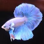  бойцовая рыбка тропическая рыба организм половина moon Dumbo Suite мужской оттенок голубого 