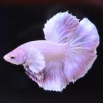  бойцовая рыбка тропическая рыба организм половина moon Dumbo Suite мужской оттенок красного 