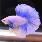  бойцовая рыбка тропическая рыба организм половина moon желтый Gris  cell мужской оттенок голубого 