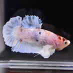  бойцовая рыбка тропическая рыба организм pra cut Dumbo сладости мужской оттенок голубого 