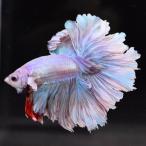  бойцовая рыбка тропическая рыба организм половина moon розовый мужской оттенок красного 