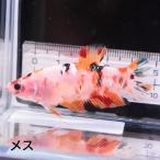  бойцовая рыбка тропическая рыба организм ja Ian to pra cut сладости женский 