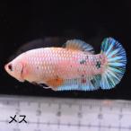  бойцовая рыбка тропическая рыба организм ja Ian to pra cut сладости женский 