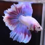  бойцовая рыбка тропическая рыба организм половина moon розовый мужской оттенок красного 