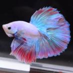  бойцовая рыбка тропическая рыба организм половина moon розовый мужской оттенок красного 